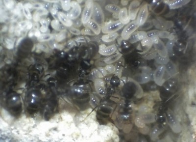 Lasius Larve 2.jpg