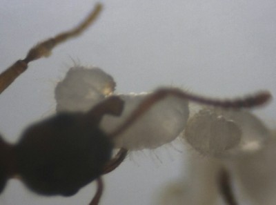 Myrmica Larve 1.jpg