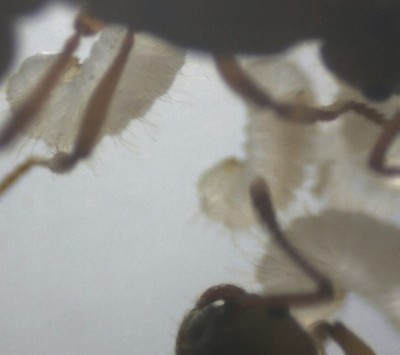 Myrmica Larve 2.jpg