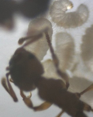 Myrmica Larve 3.jpg