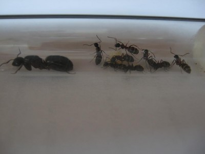 Camponotus herculeanus 26.09.2010 (2).jpg