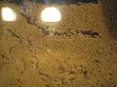 ameisengetier 033.jpg