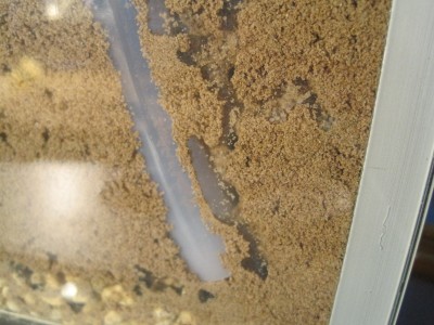 ameisengetier 032.jpg