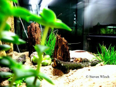 Myrmecia pavida 0821.jpg