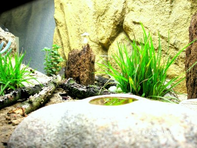 Myrmecia pavida 0081.jpg