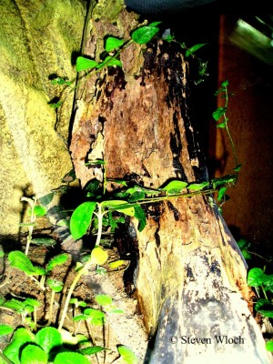 Paraponera clavata 0011.jpg