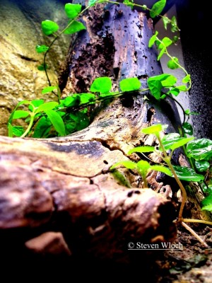 Paraponera clavata 0091.jpg