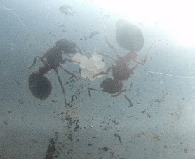 meranoplus2.jpg meranoplus2.jpg