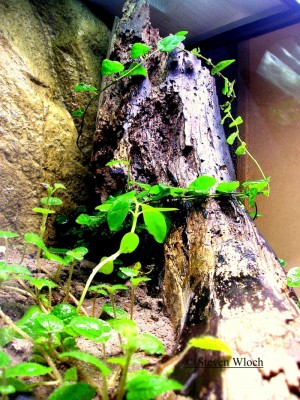 Paraponera clavata 0051.jpg