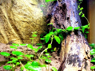 Paraponera clavata 0111.jpg