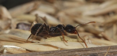 ant2.jpg