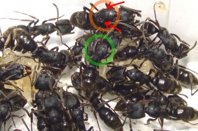 Odontoponera transversa-Gyne.jpg