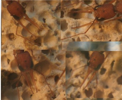 Harpegnathos Mandibeln.jpg