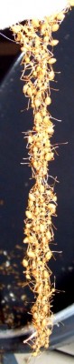 oecophylla-kette2.jpg