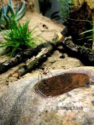 Myrmecia pavida 8421.jpg