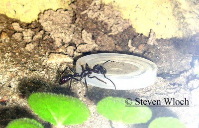 Paraponera clavata 125-1.jpg