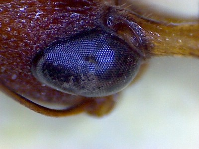 Harpegnathos Auga.jpg