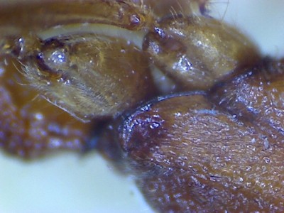 Harpegnathos Beine.jpg