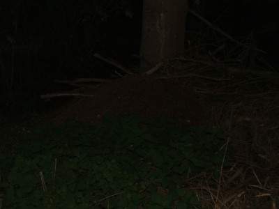 Nest 1a / Nest 1a.JPG Nest 1a.JPG