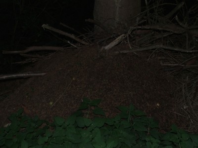 Nest 1b / Nest 1b.JPG Nest 1b.JPG