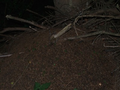 Nest 1c / Nest 1c.JPG Nest 1c.JPG