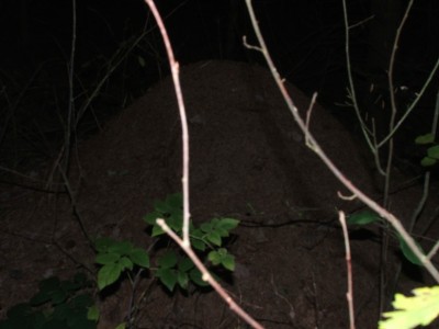 Nest 2 / Nest 2.JPG Nest 2.JPG