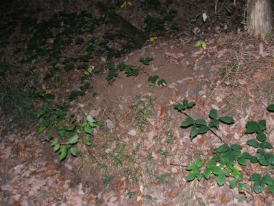 Nest 3a / Nest 3a.JPG Nest 3a.JPG