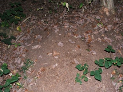 Nest 3b / Nest 3b.JPG Nest 3b.JPG