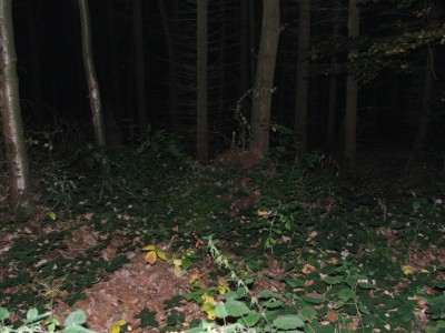 Nest 4a / Nest 4a.JPG Nest 4a.JPG