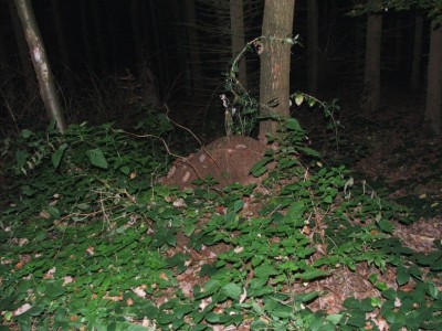 Nest 4b / Nest 4b.JPG Nest 4b.JPG