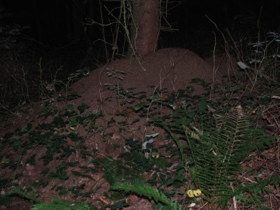 Nest 5a / Nest 5a.JPG Nest 5a.JPG