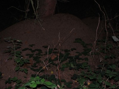 Nest 5b / Nest 5b.JPG Nest 5b.JPG