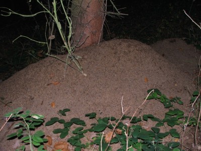 Nest 5c / Nest 5c.JPG Nest 5c.JPG