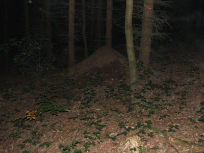 Nest 6a / Nest 6a.JPG Nest 6a.JPG