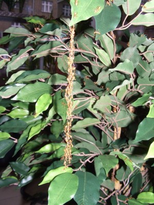 oecophylla-kette3.jpg
