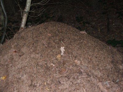 Nest 6b / Nest 6b.JPG Nest 6b.JPG