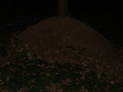 Nest 7a / Nest 7a.JPG Nest 7a.JPG