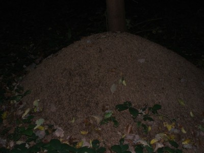 Nest 7b / Nest 7b.JPG Nest 7b.JPG