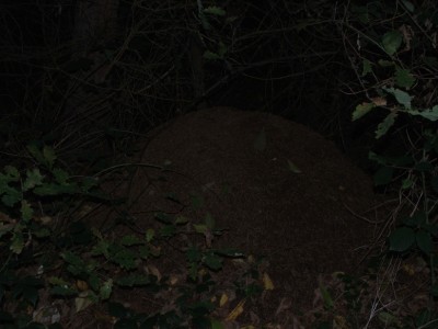 Nest 8a / Nest 8a.JPG Nest 8a.JPG