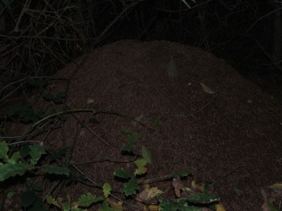 Nest 8b / Nest 8b.JPG Nest 8b.JPG