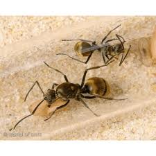 Polyrhachis gold.jpg