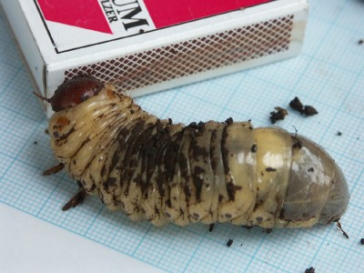 Engerlinge Kompost 30.6.05 002 web.jpg