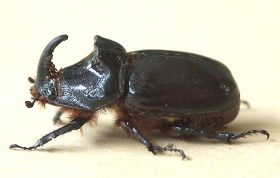 Oryctes 20.7.04 web.jpg