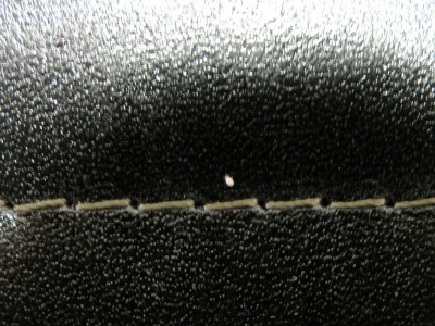 Pheidologeton Milbe.jpg