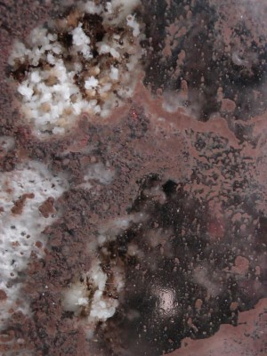 Brut Pheidologeton.jpg