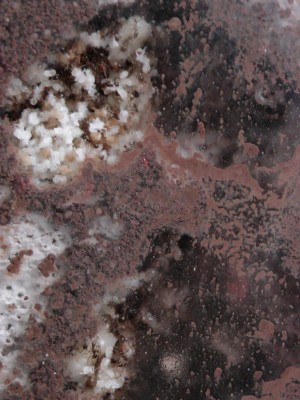 Pheidologeton Brut 3.jpg