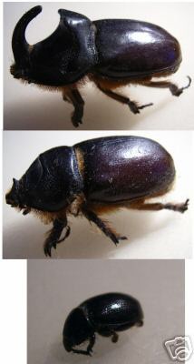 Oryctes Familie e-bay 29.1.07 web.jpg