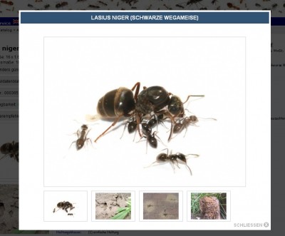 Lasius niger im Shop.jpg