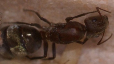 Camponotus spec. 1 konigin.JPG