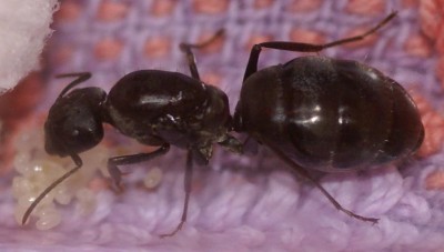 Camponotus spec. 2 konigin 1.JPG